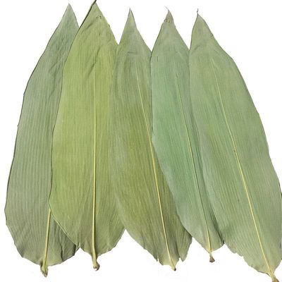 Hojas de bambú los 33cm frescas amistosas de Eco para la comida del sushi